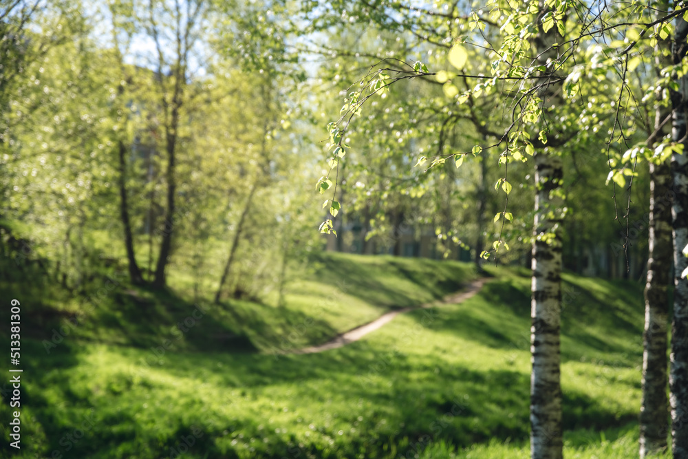 beautiful birch forest in summer. nature beautiful birch forest in summer. nature