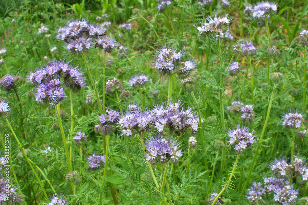 The field is blooming phacelia