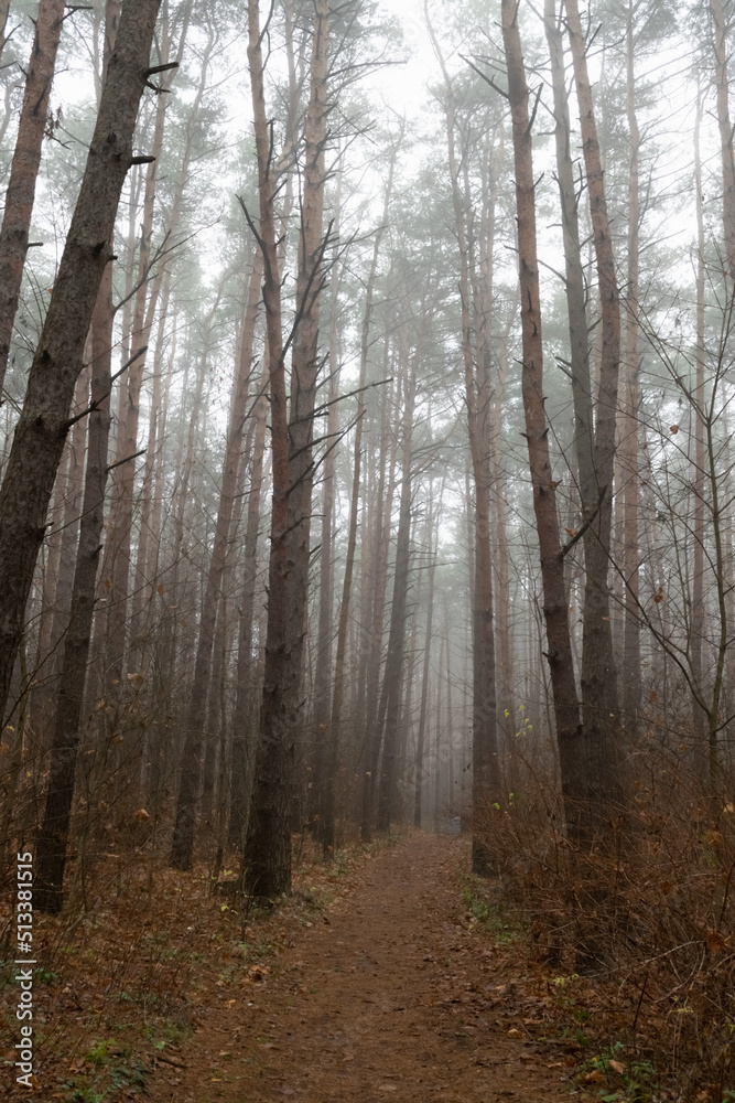 autumn forest in the fog