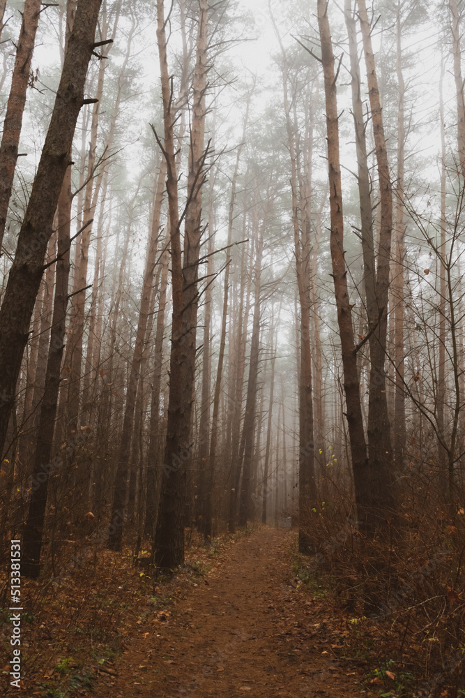 autumn forest in the fog