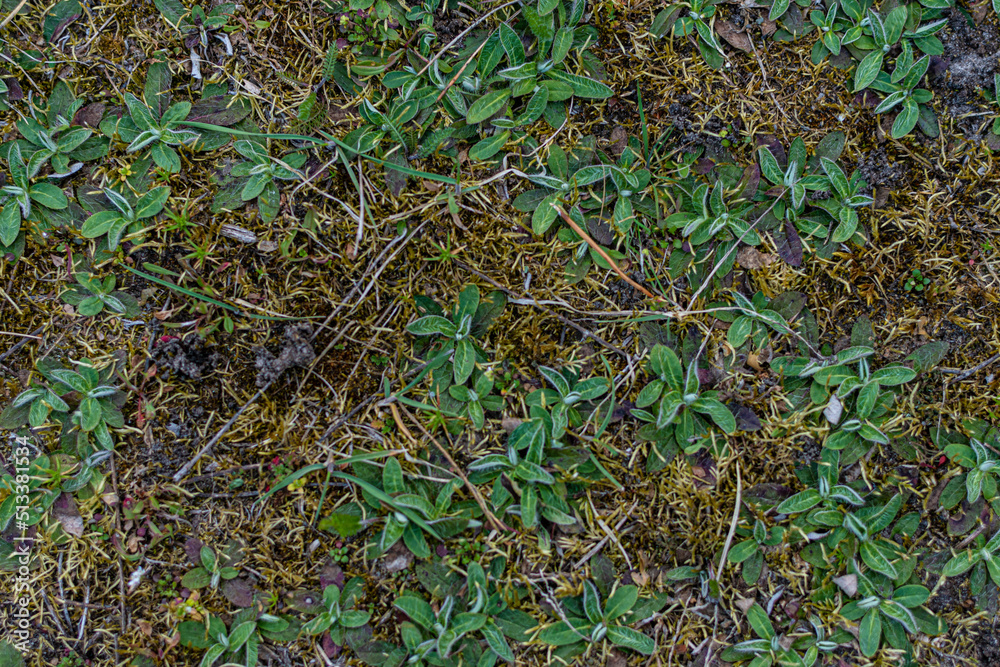 Ground texture with grass moss, dirt and leaves.