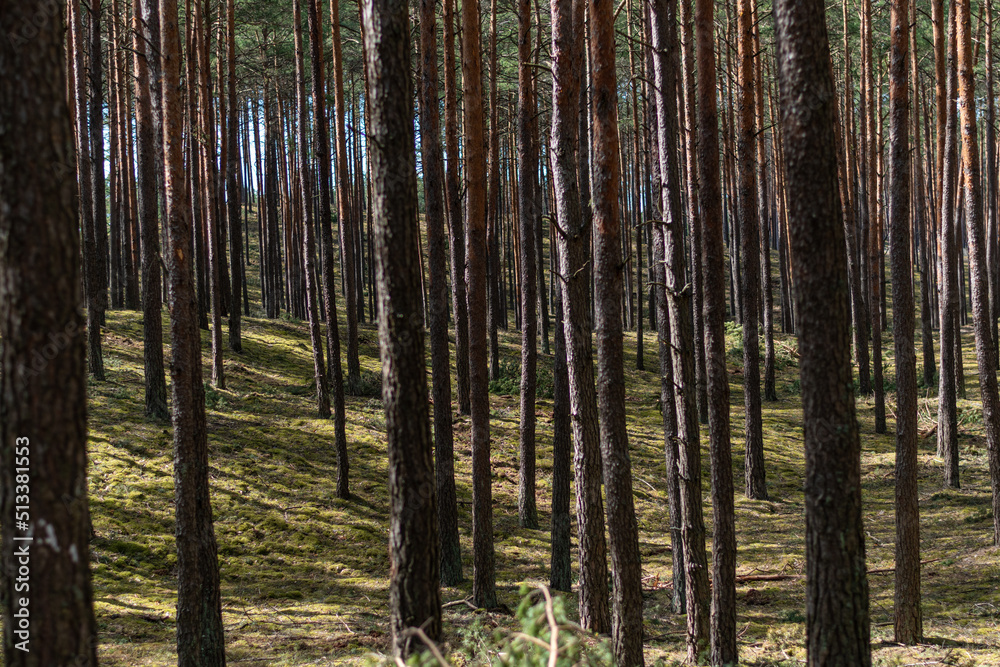 Pine spring woods in europe Poland. Daylight lightrays godrays beautiful forest. Trees and moss. Pine spring woods in europe Poland. Daylight lightrays godrays beautiful forest. Trees and moss.