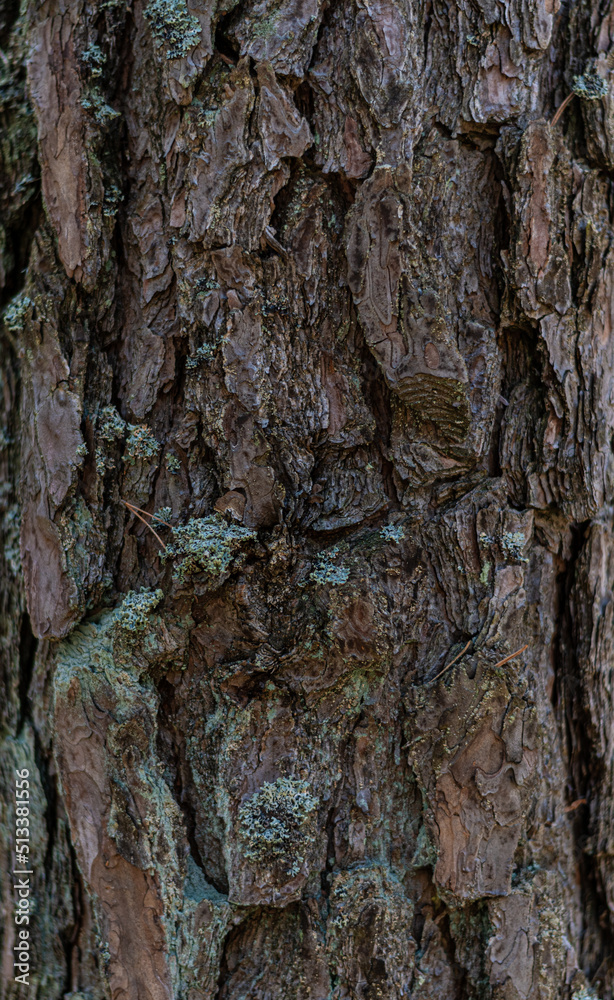 Pine tree trunk bark texture with green moss. Rustic old and nature style. Pine tree trunk bark texture with green moss. Rustic old and nature style.