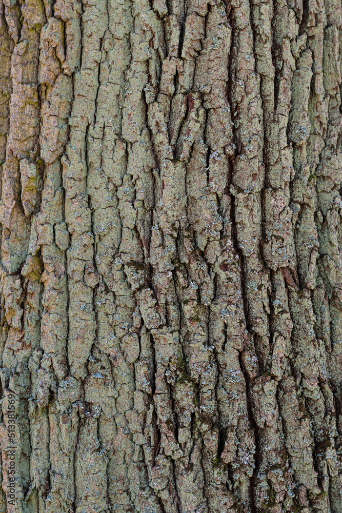 Oak tree trunk bark texture with green moss. Rustic old and nature style. Oak tree trunk bark texture with green moss. Rustic old and nature style.