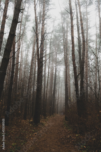 autumn forest in the fog