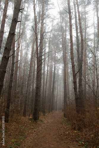 autumn forest in the fog