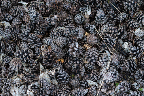 Pinecone texture closeup makro. Many pinecones stacked together. Rustic vintage style.
