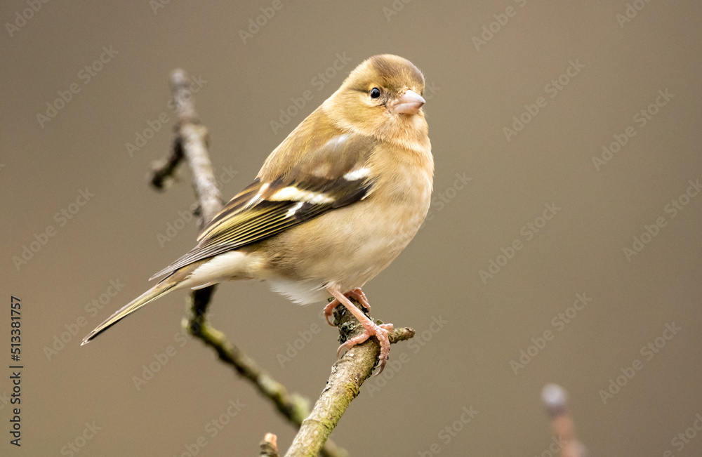 Saturday with Birds...Chaffinch (famale)... Saturday with Birds...Chaffinch (famale)...