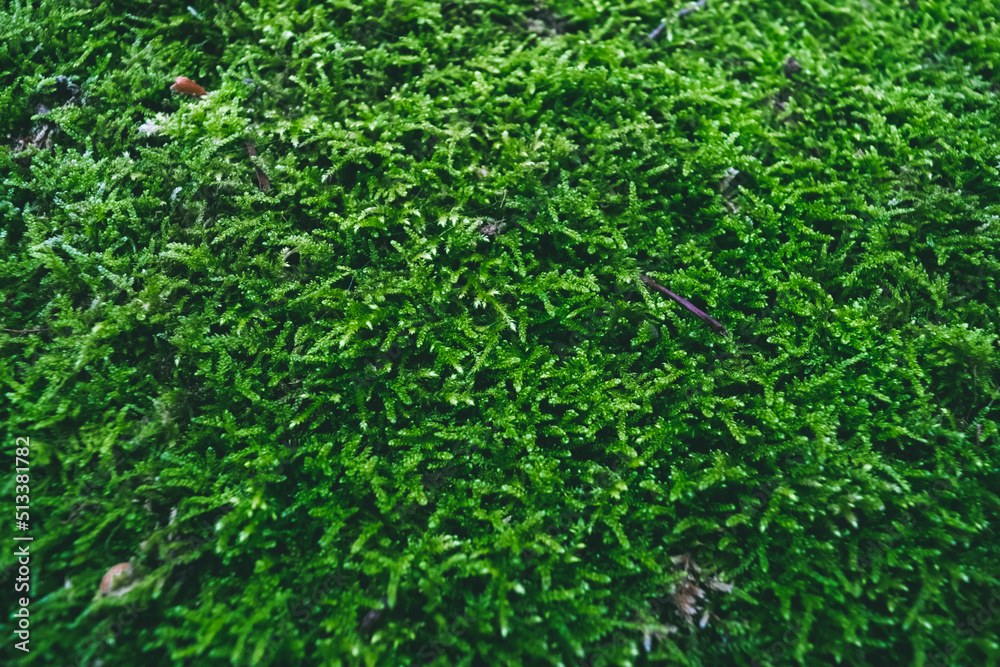 green grass background green grass background