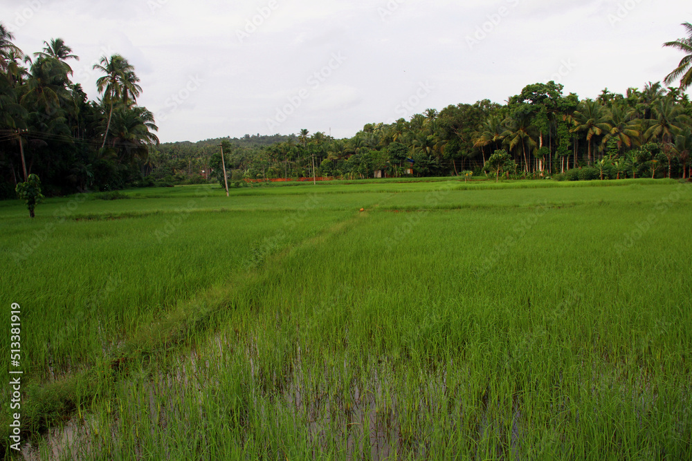 Fototapeta premium Rice fields natural photo