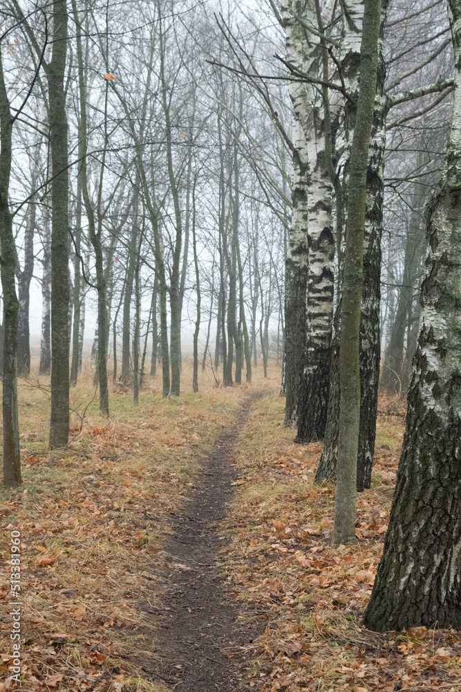 path in autumn forest path in autumn forest