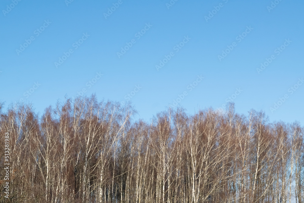 winter forest, landscape winter forest, landscape