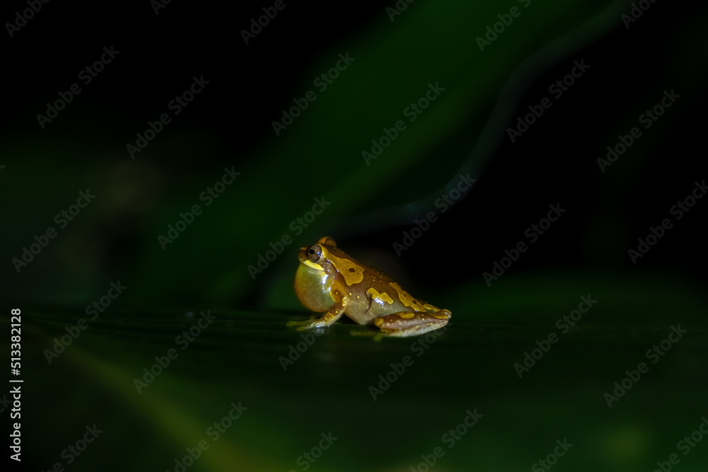 Beautiful closeup view of Costa Rica Frog - Red eye frog- treefrog and yellow frog Beautiful closeup view of Costa Rica Frog - Red eye frog- treefrog and yellow frog