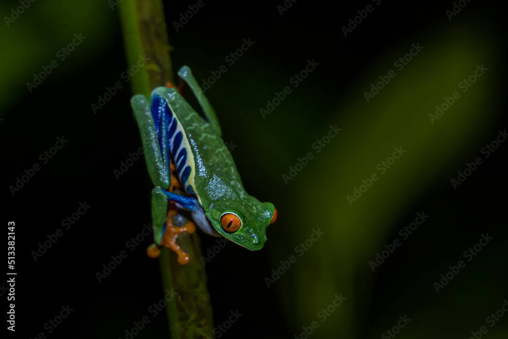 Naklejka premium Beautiful closeup view of Costa Rica Frog - Red eye frog- treefrog and yellow frog 