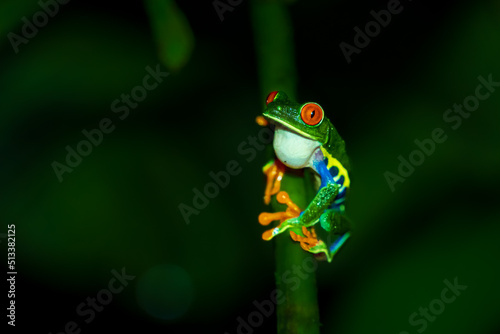 Beautiful closeup view of Costa Rica Frog - Red eye frog- treefrog and yellow frog  photo