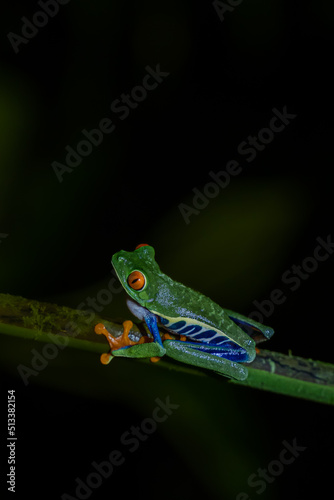 Beautiful closeup view of Costa Rica Frog - Red eye frog- treefrog and yellow frog 