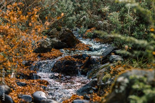 Obraz na płótnie Stream running through a forest in autumn with orange leaves on the ground. Ushuaia, Argentina w salonie