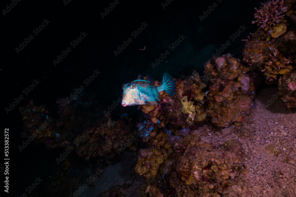 Fototapeta premium Nature Red Sea