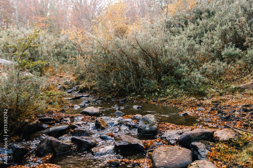 Stream running through a forest in autumn with orange leaves on the ground. Ushuaia, Argentina
