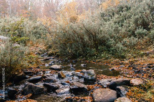Obraz na płótnie Stream running through a forest in autumn with orange leaves on the ground. Ushuaia, Argentina w salonie