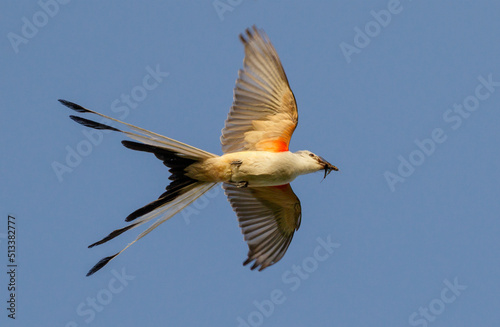 Scissor-tailed flycatcher (Tyrannus forficatus) flying with insect prey in the beak, Galveston, Texas, USA.