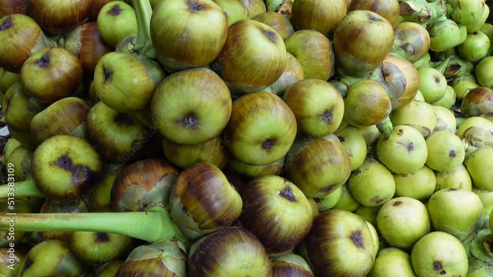 Harvesting raw and fresh toddy palm fruit. The fruit green and black hardcover on the outside and the soft, fluffy fresh cristal seeds on the inside. closeup views. 4k video. Harvesting raw and fresh toddy palm fruit. The fruit green and black hardcover on the outside and the soft, fluffy fresh cristal seeds on the inside. closeup views. 4k video.