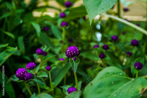 Dark purple gomphrena flowers growing in a flower garden. 