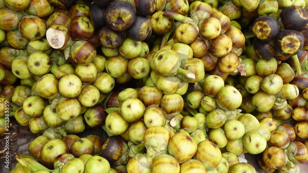 Harvesting raw and fresh toddy palm fruit. The fruit green and black hardcover on the outside and the soft, fluffy fresh cristal seeds on the inside. closeup views. 4k video. Harvesting raw and fresh toddy palm fruit. The fruit green and black hardcover on the outside and the soft, fluffy fresh cristal seeds on the inside. closeup views. 4k video.