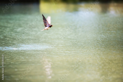 Hirondelle qui boit dans une retenue d'eau. photo