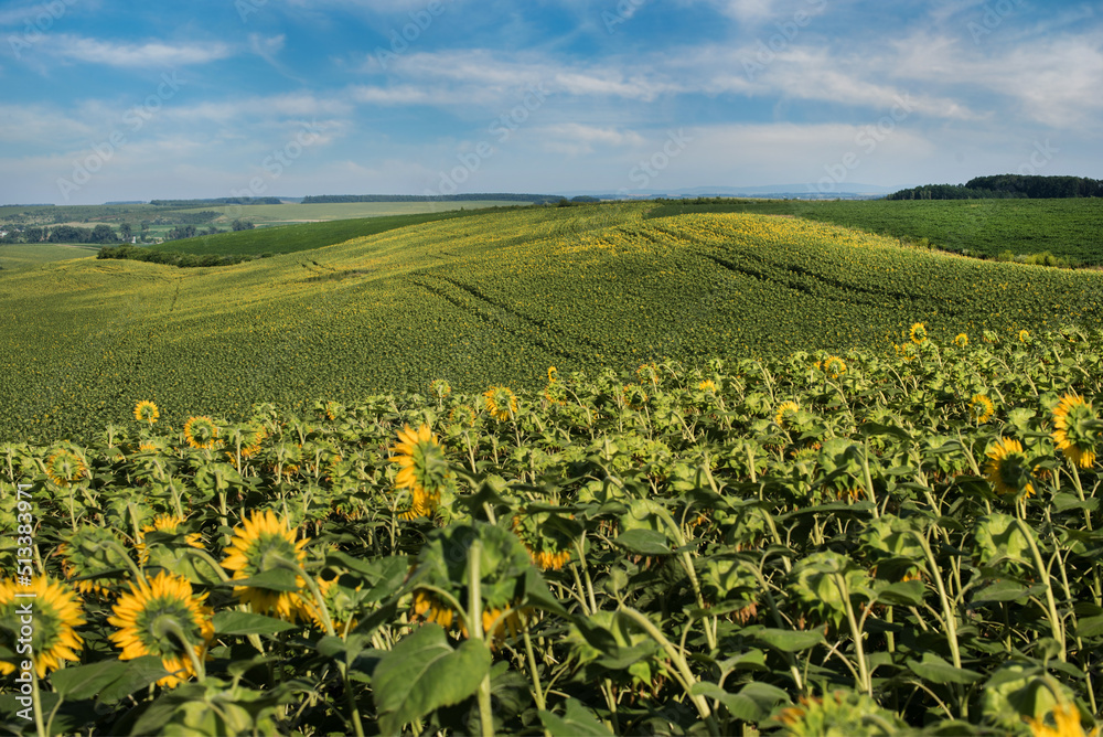 sunflower fields on picturesque hills, inverted flower heads in the sun, agrarian summer landscape