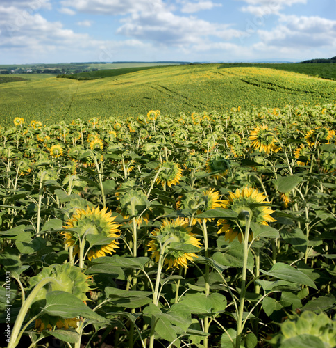 close up of inverted head of sunflower flowers by sun  sunflower field and mountains  agricultural hilly summer landscape