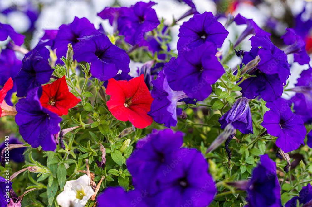 Purple and red flowers in a flower bed