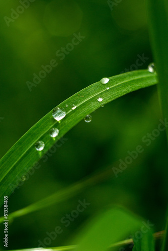 raindrops on grass leaves, macro raindrops, macro grass