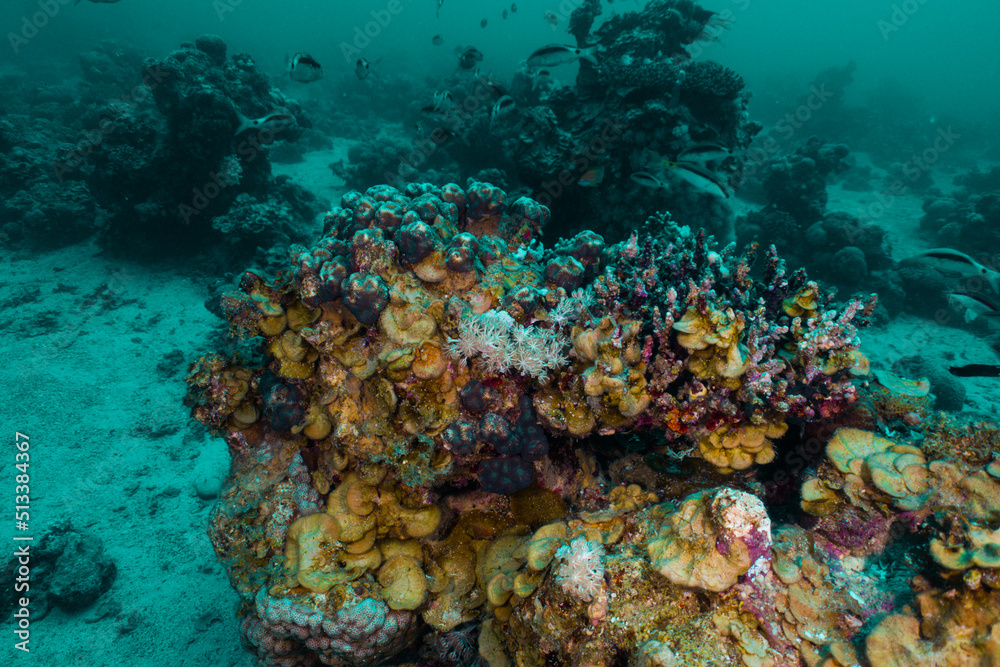 Obraz premium Nature Red Sea