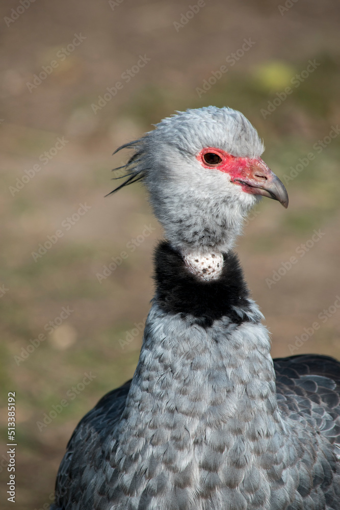 Primer plano de un chajá. Chauna torquata