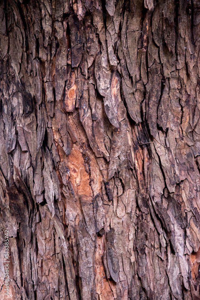 textura rugosa de un viejo tronco de un árbol textura rugosa de un viejo tronco de un árbol