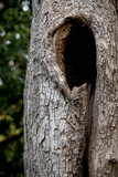 textura rugosa de un viejo tronco de un árbol