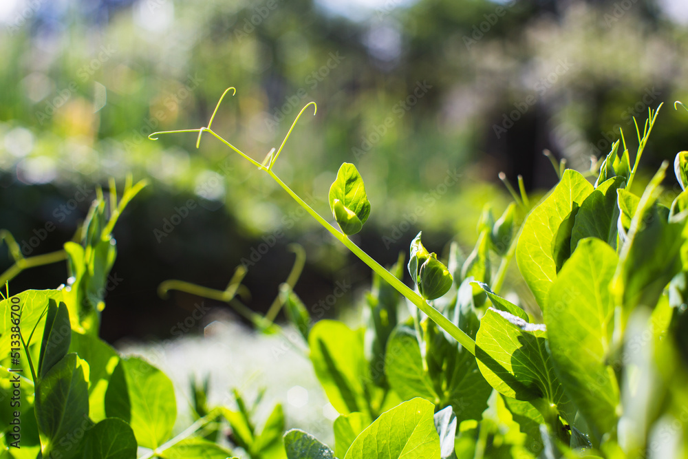 Green young sprouts of peas close up on a summer day in a rural garden. Agriculture plant growing in bed row. Green natural food crop Green young sprouts of peas close up on a summer day in a rural garden. Agriculture plant growing in bed row. Green natural food crop