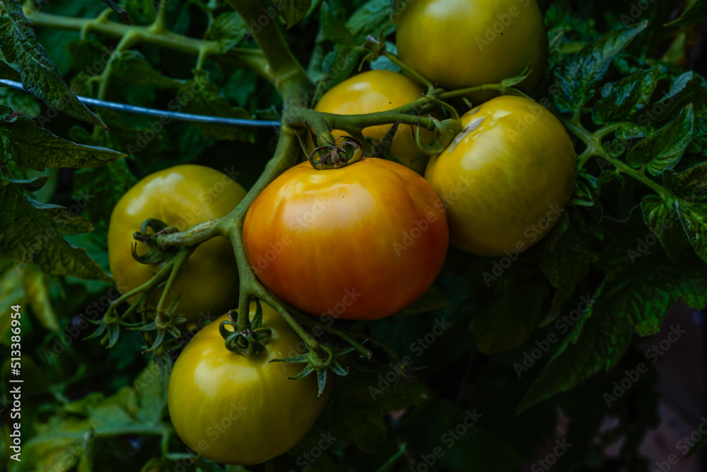Tomatoes beginning to ripen on the vine. Large tomato plant with green and red tomatoes. Tomatoes beginning to ripen on the vine. Large tomato plant with green and red tomatoes.