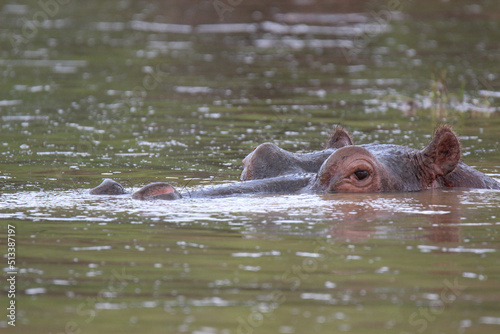 Hippopotamus in the water, Kruger National Park, South Africa