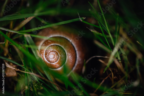 Snails in garden