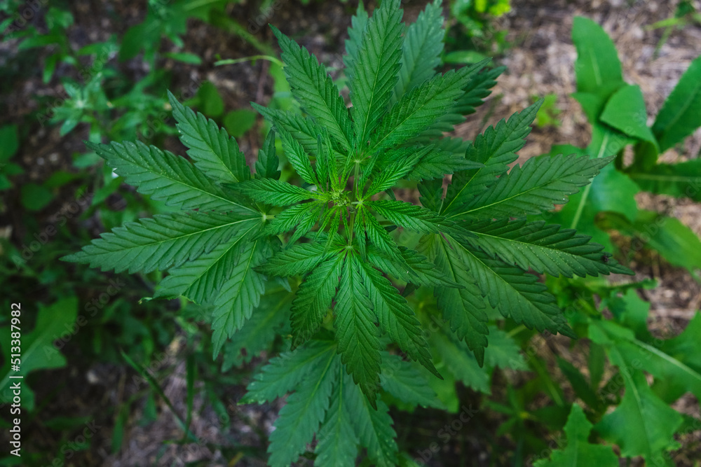 Cannabis bush is a narcotic and medicinal plant. Cannabis bush is a narcotic and medicinal plant.