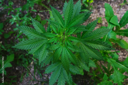 Cannabis bush is a narcotic and medicinal plant.