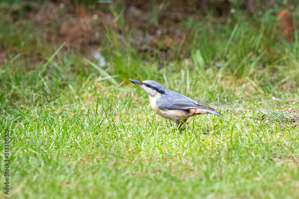 Close up of a Nuthatch, Sitta europaea, with gray plumage and beige belly feathers on the back a white throat and cheeks and a nice continuous black eye stripe in feeding position on the ground Close up of a Nuthatch, Sitta europaea, with gray plumage and beige belly feathers on the back a white throat and cheeks and a nice continuous black eye stripe in feeding position on the ground
