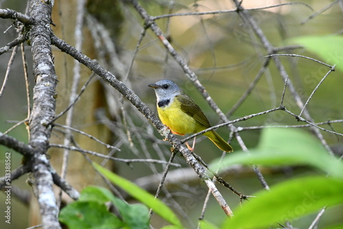 Mourning Warbler bird sits perched on a branch in the forest