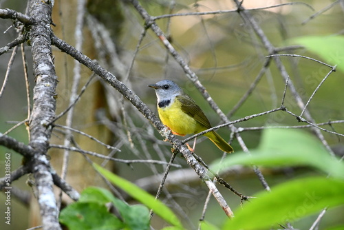 Mourning Warbler bird sits perched on a branch in the forest photo