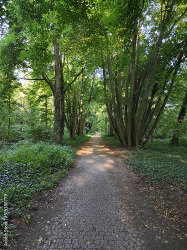 Grabiszyński Park in Wrocław, park alley, linden trees and other trees, lots of shade, spring