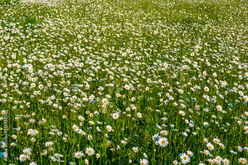 camomile field