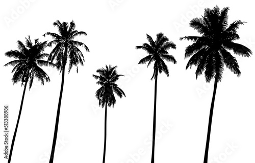 Black palm trees for decoration. Palm tree silhouette on a white background. Isolated illustration five tropical palms.