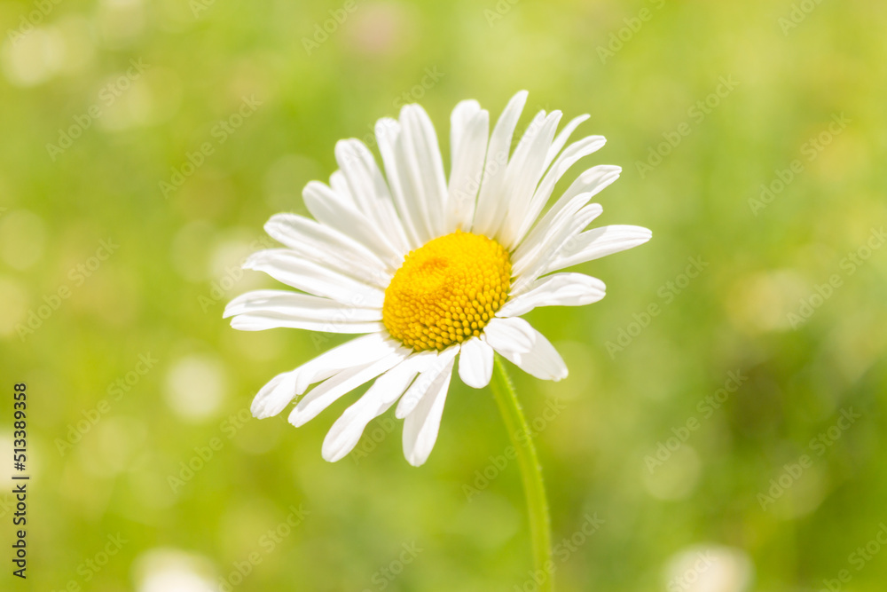 White chamomile flower on sunny meadow, close-up.Blooming chamomile field. Blooming Wild Flower Matricaria Chamomilla, Matricaria Recutita, Chamomile. White chamomile flower on sunny meadow, close-up.Blooming chamomile field. Blooming Wild Flower Matricaria Chamomilla, Matricaria Recutita, Chamomile.